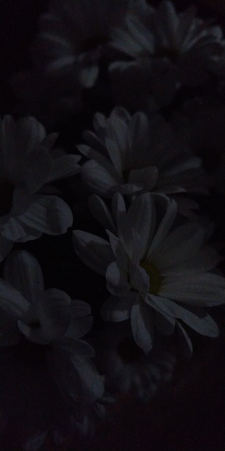 some white flowers that are in the dark