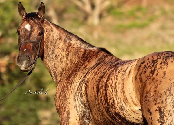 a brown and black horse standing on top of a lush green field with trees in the background