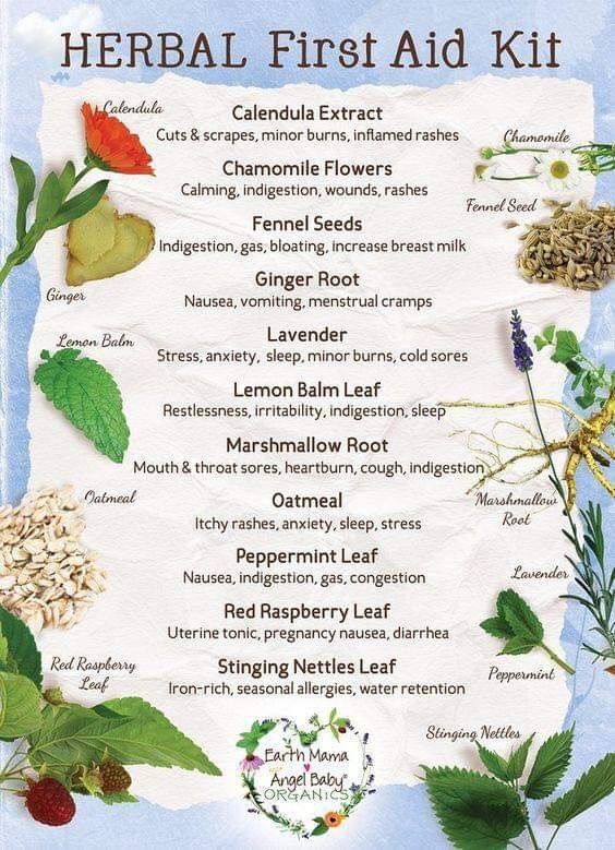 Herbal First Aid, Home Apothecary, Medicinal Herbs Garden, Medical Herbs, Magia Das Ervas, Herbs Garden, Plant Medicine, Herbal Recipes, Herbal Apothecary