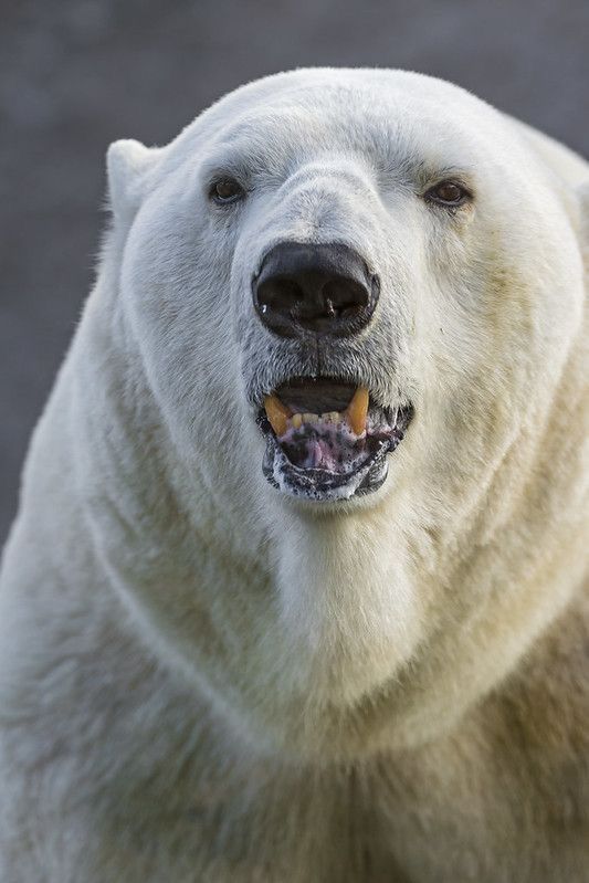 a white polar bear with his mouth open