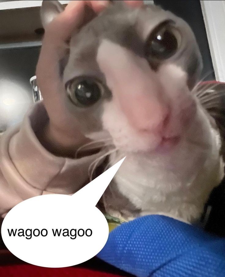 a cat that is looking at the camera with a speech bubble in front of it