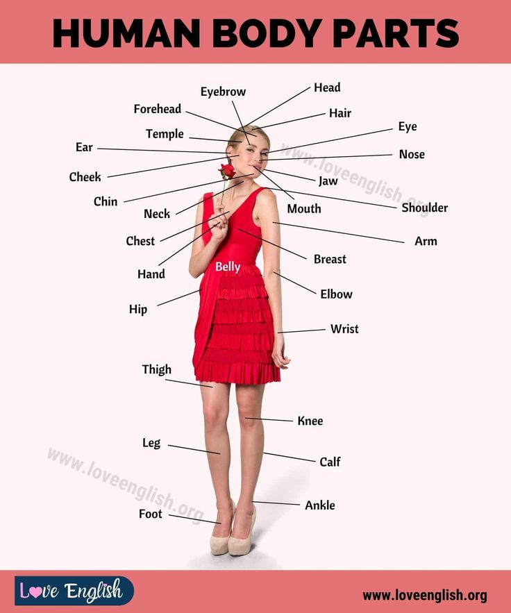 the parts of a woman's body in english