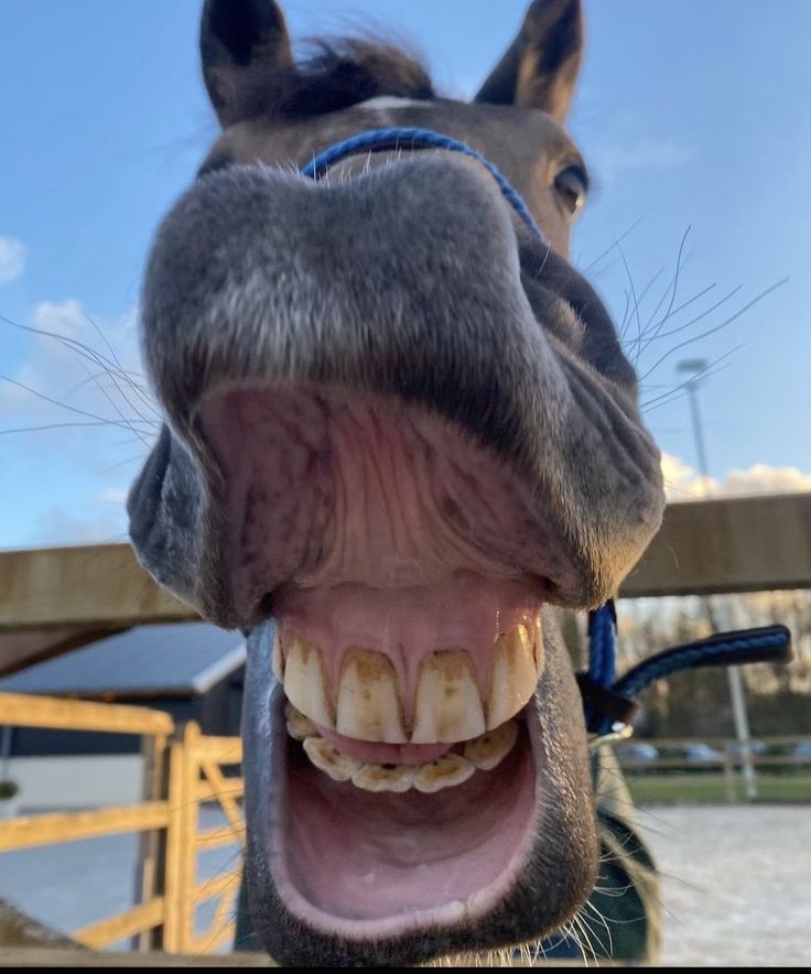 a horse with it's mouth open showing teeth