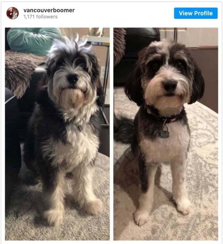 two dogs are standing on the carpet and one is looking at the camera