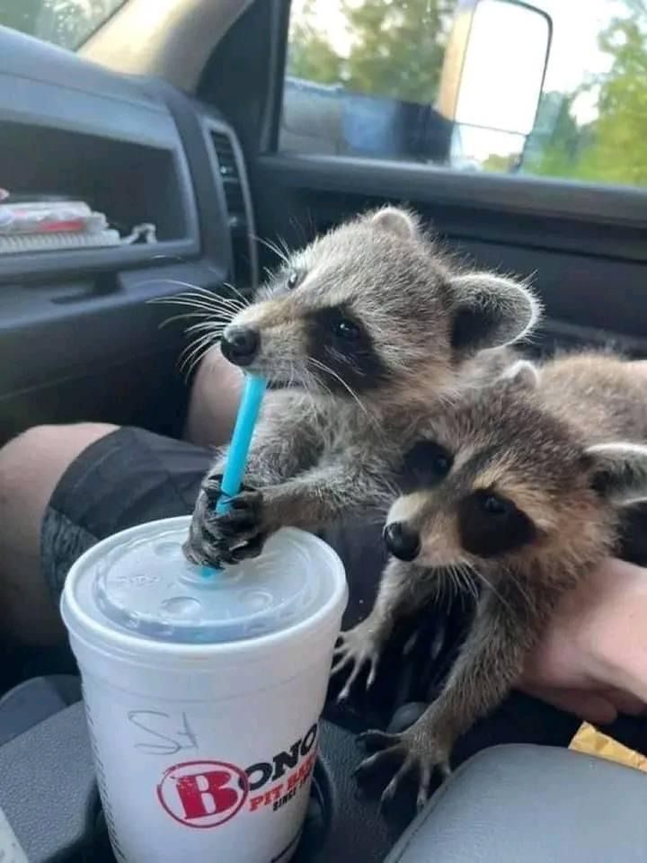 two raccoons are sitting in the back seat of a car and one is drinking from a cup