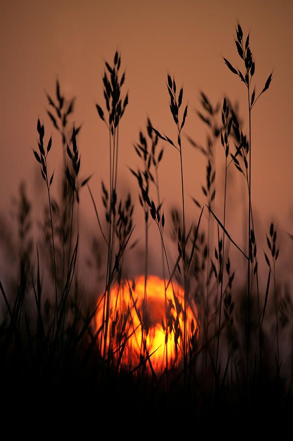 the sun is setting behind some tall grass