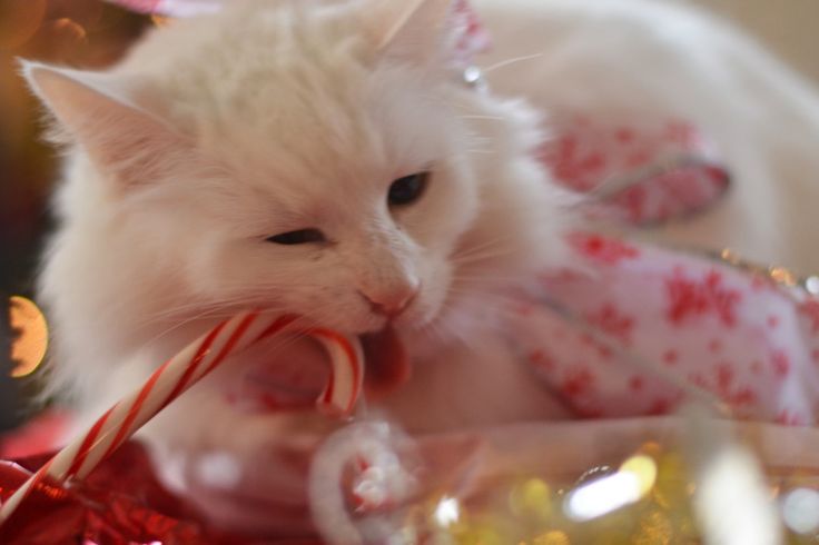 a white cat is chewing on a candy cane