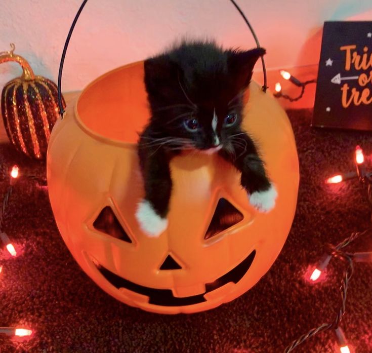 a black and white kitten sitting in a halloween pumpkin