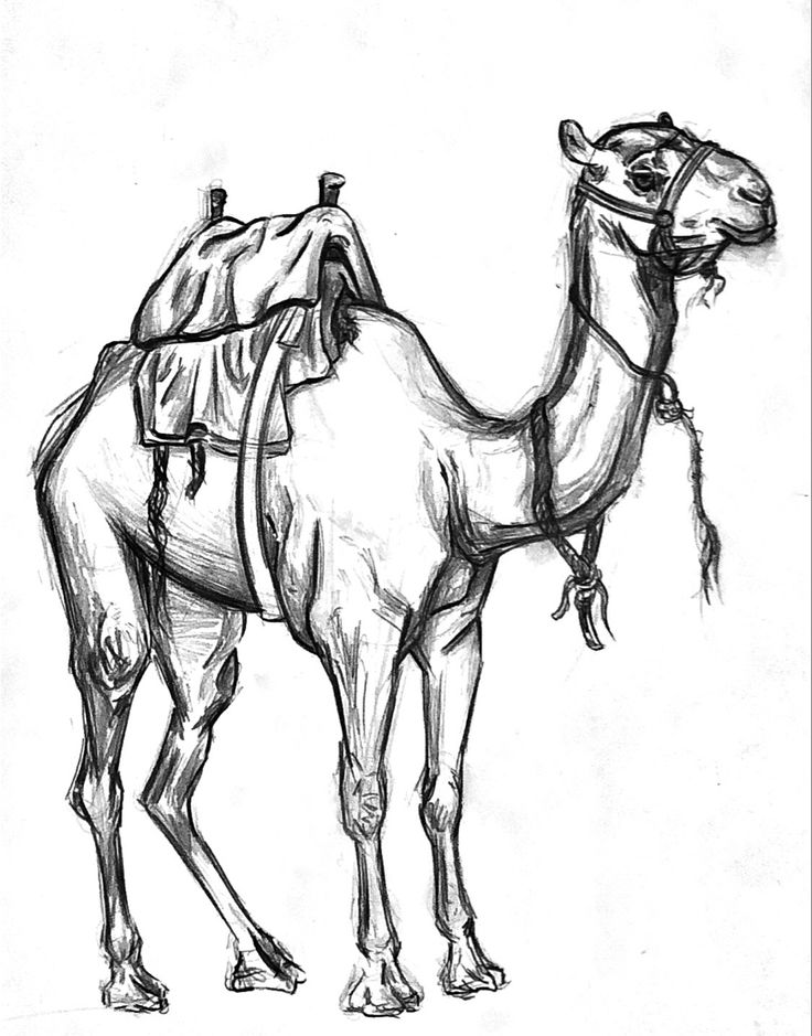 a drawing of a camel with a saddle on it's back, standing in front of a white background