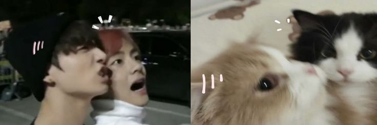 two pictures side by side, one with a cat and the other with a person