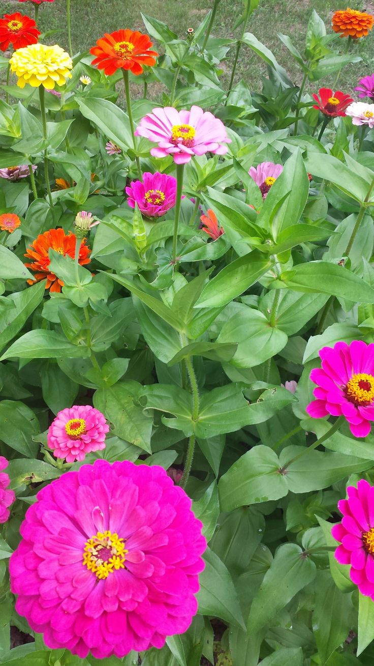 many different colored flowers in a garden