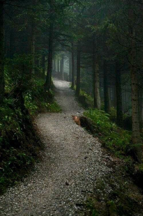 a path in the middle of a forest with trees on both sides and a dog laying down at the end