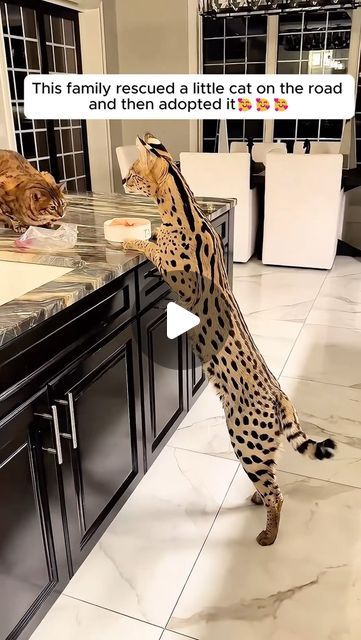 a cat standing on its hind legs in the middle of a kitchen with a leopard costume