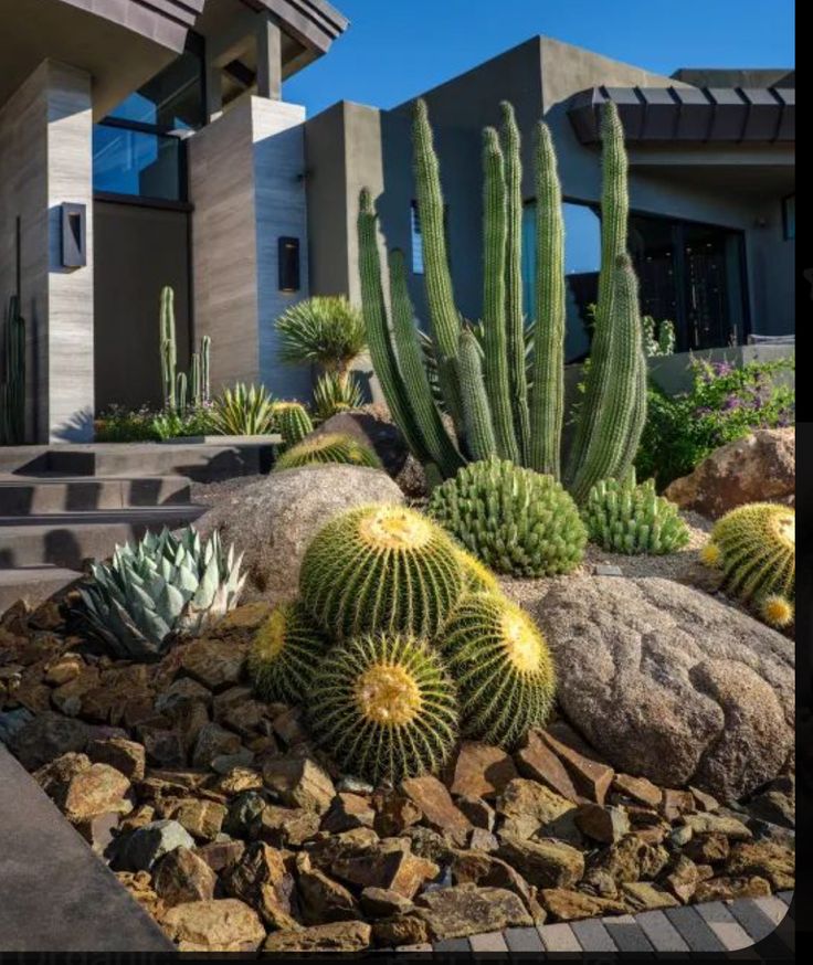 a cactus garden in front of a house with rocks and cacti on the ground