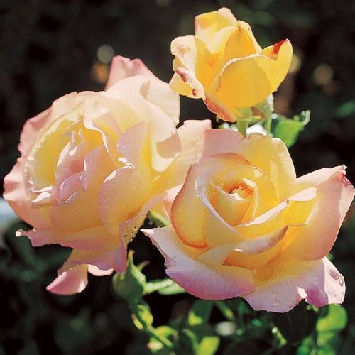 three yellow and pink roses with water droplets on them, in a garden setting at the end of summer