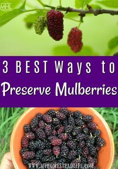 berries in a bowl with text overlay that reads 3 best ways to preserve mulbberries