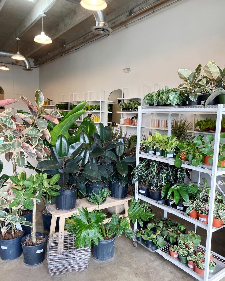 a room filled with lots of potted plants and shelves full of houseplants