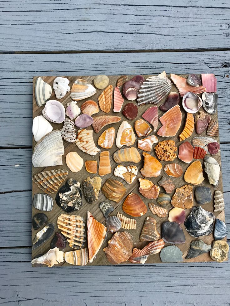 a wooden board covered in lots of different types of seashells