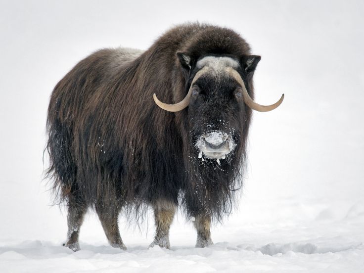 an animal with long horns standing in the snow