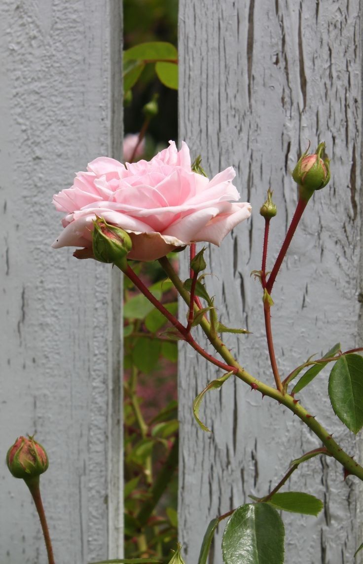 a pink rose is blooming in front of a white fence