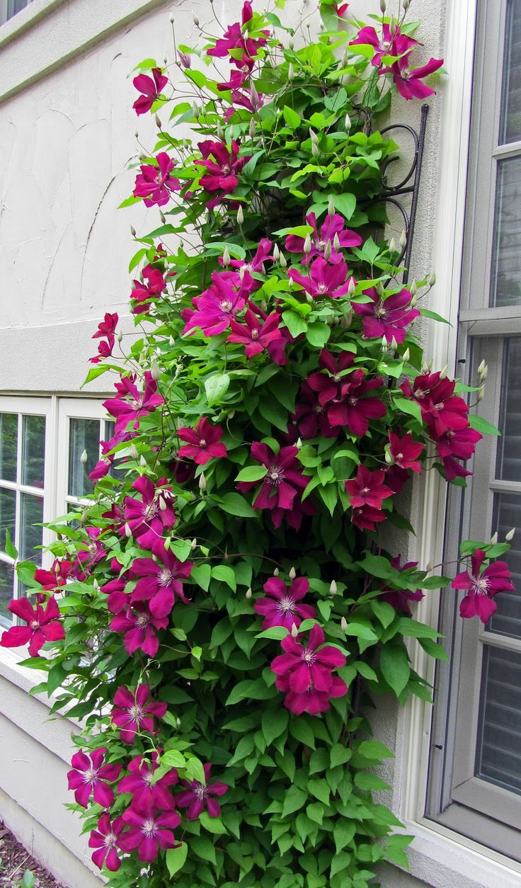 purple flowers growing on the side of a building