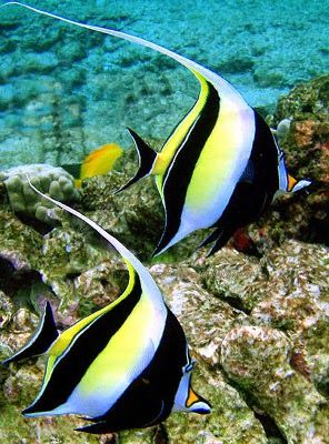 two black and yellow striped fish swimming on the ocean floor next to some corals