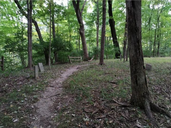 a path in the woods leading to a bench