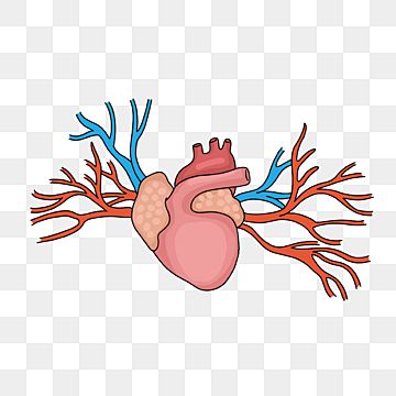 the human heart with branches and blood vessels in it, transparent background png clipart