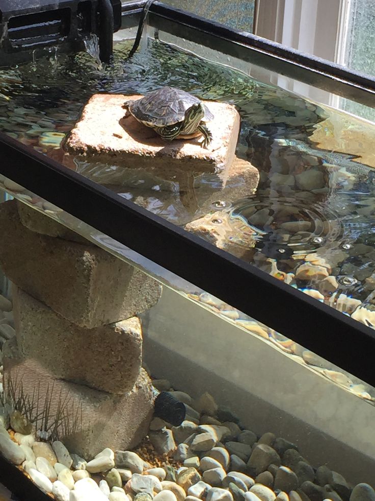 a turtle sitting on top of a rock next to a glass tank filled with water