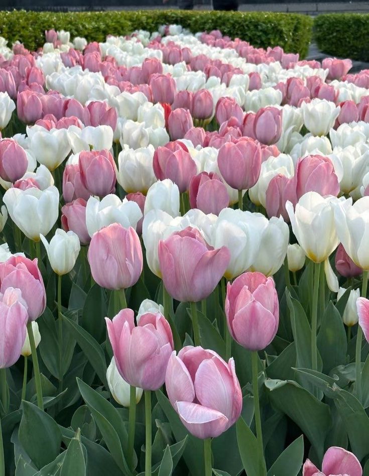 many pink and white tulips in a field