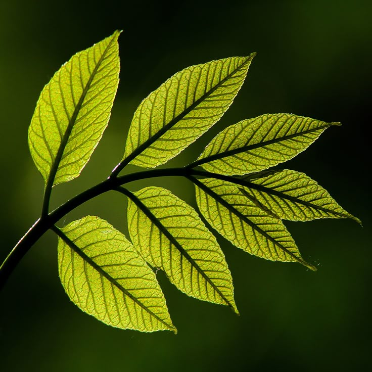 a close up view of a green leaf