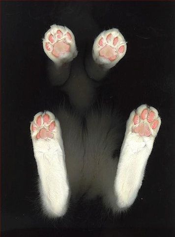 an animal's paw with pink and white paws