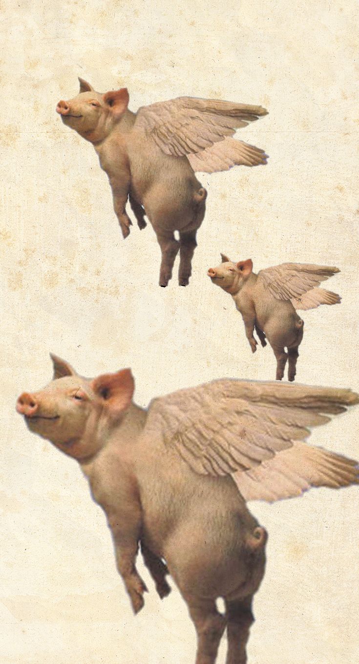 three pigs flying in the air with wings on their back and one pig standing up