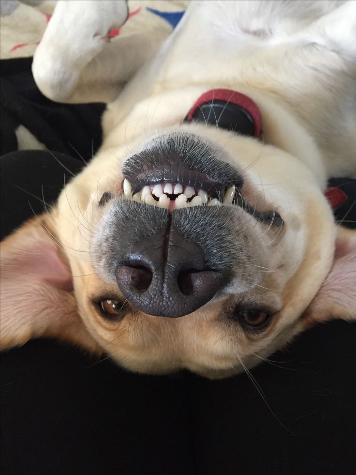 a dog laying on it's back with its mouth open and teeth hanging out