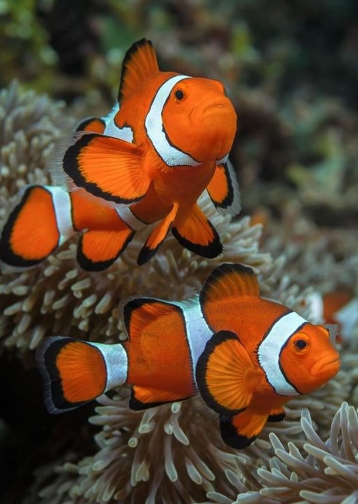 two clown fish are swimming in an aquarium