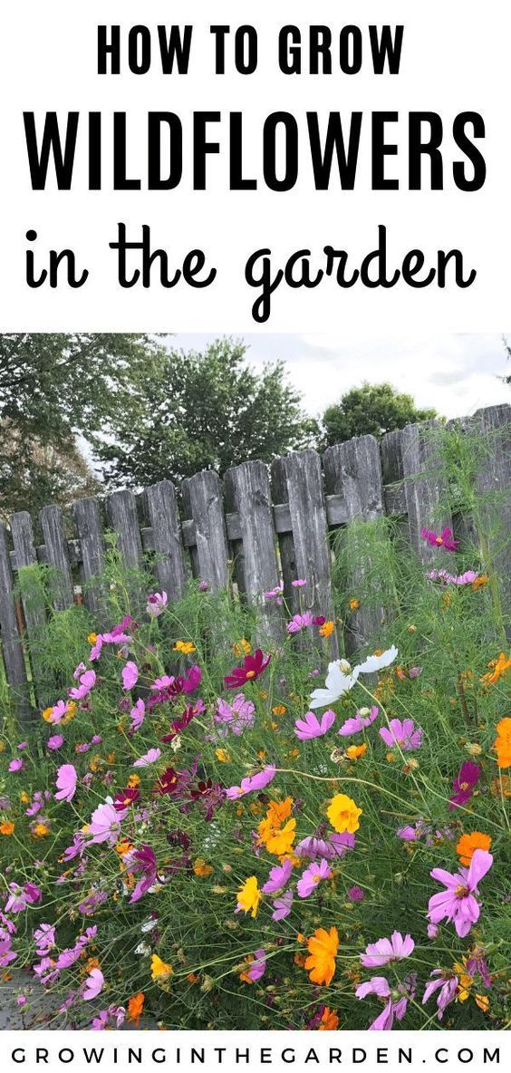 wildflowers in the garden with text overlay that reads how to grow wildflowers in the garden