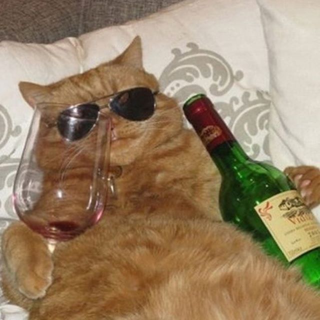 an orange cat laying on top of a bed next to a wine glass and bottle