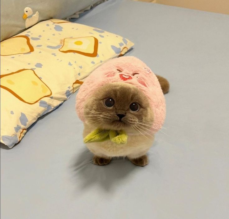 a cat wearing a pink hat on top of a bed