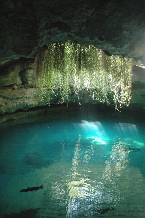 the inside of a cave with water and plants hanging from it's ceilings