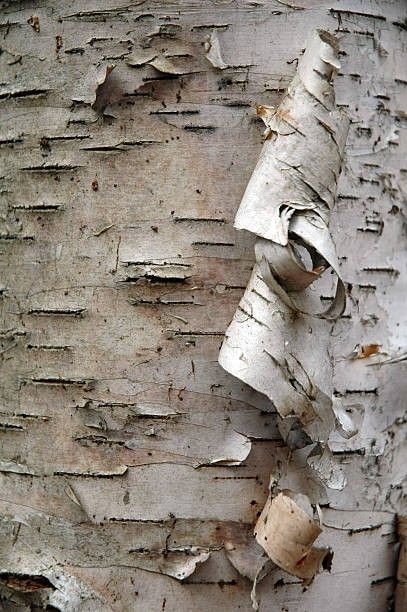 the bark on this tree is peeling and chipping