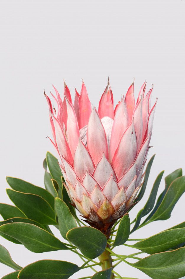 a pink flower with green leaves in the foreground and a white sky behind it