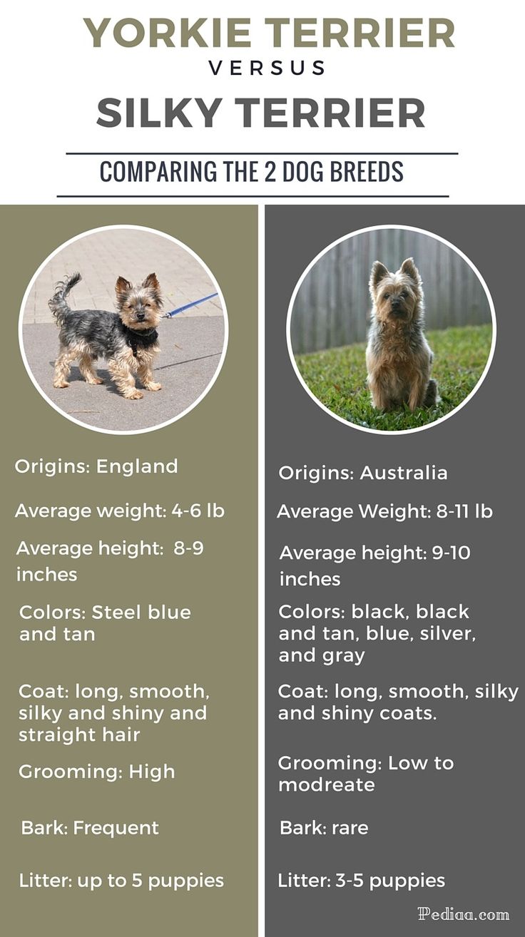 the yorkie terrier vs silky terrier info sheet is shown in this image