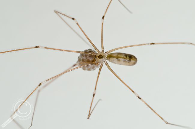 a close up view of a spider with long legs