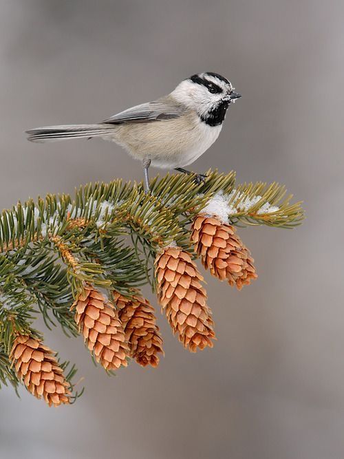 a small bird perched on top of a pine tree branch with cones hanging from it