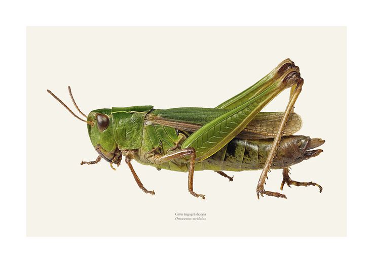 two grasshoppers are standing next to each other