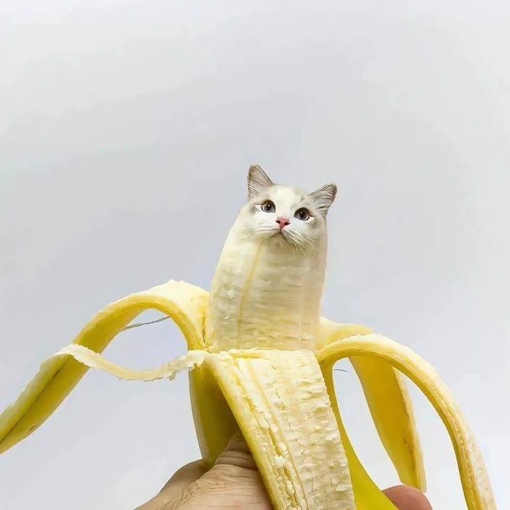 a hand holding a peeled banana with a cat in it