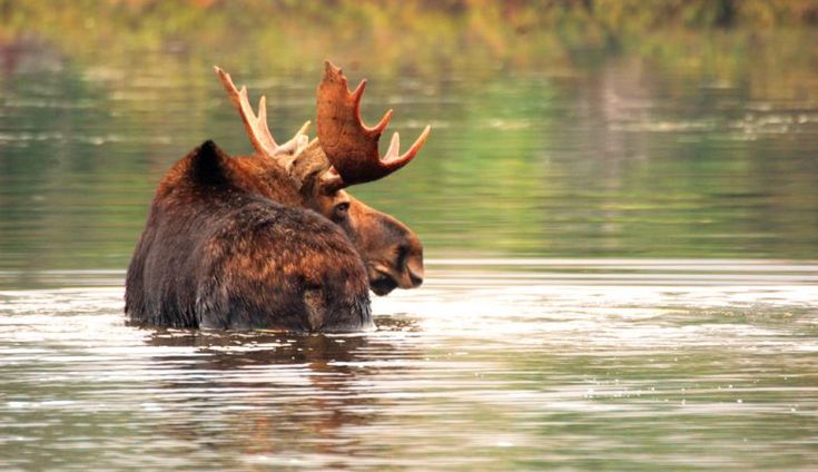 two large brown bears in the water with their heads above each others'heads,