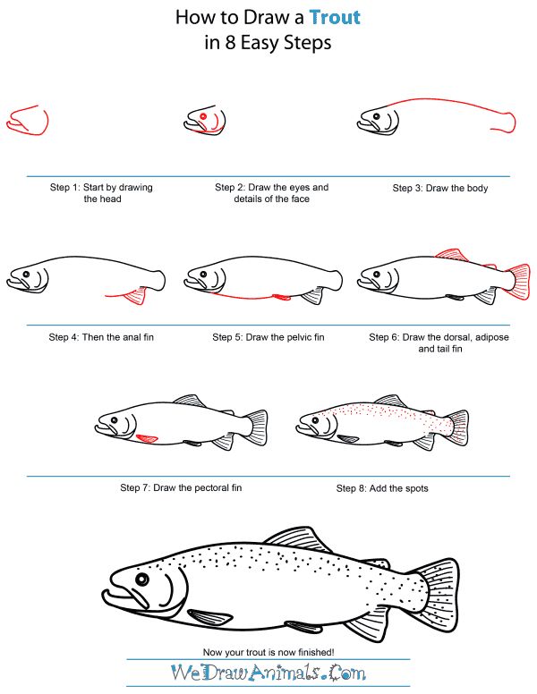 how to draw a fish in 8 easy steps step by step instructions for beginners