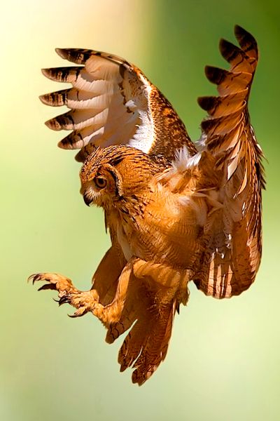 an owl is flying in the air with its wings spread