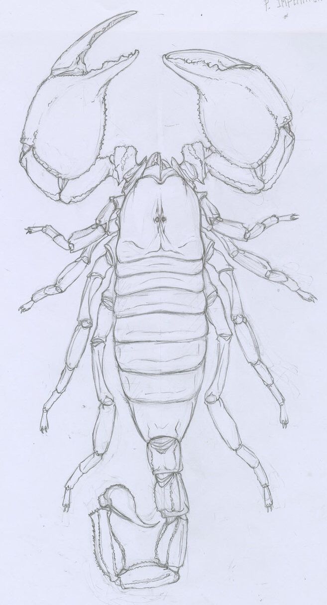 a drawing of a scorpion on white paper